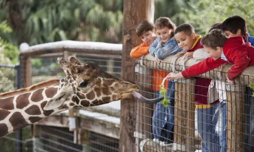 A group of children at the Zoo feeding a giraffe.